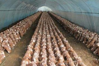民樂(lè)縣食用菌大棚層架式改造帶來(lái)高效益 ()