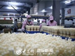 直擊復工｜釋放60%產(chǎn)能 山東雪榕日供鮮菇260噸 ()