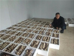 西鄉(xiāng)800畝大球蓋菇因疫情受困急需銷售！ ()