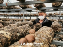 貴州施洞鎮(zhèn)疫情防控不誤生產(chǎn) 26萬棒食用菌穩(wěn)定出菇！ ()