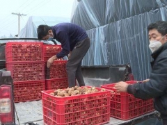 貴州道真縣：有序組織食用菌園區(qū)復工復產(chǎn) ()