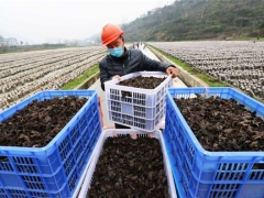 貴州印江鼓勵發(fā)展食用菌產(chǎn)業(yè)：村民實現(xiàn)掙錢顧家“兩不誤” ()