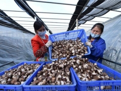 銅仁專班化服務助力食用菌企業(yè)復工復產(chǎn) ()
