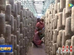 食用菌大棚生產(chǎn)忙，今年魚臺預計種植食用菌4.3億袋 ()