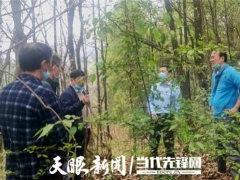 專家助力，冊(cè)亨縣確定首期2萬(wàn)棒林下紅托竹蓀試點(diǎn)基地 ()