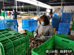 買它！桐廬村民直播帶貨，滯銷香菇變“網(wǎng)紅” ()