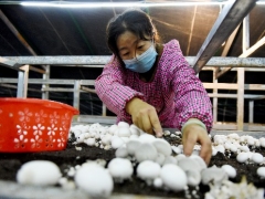 寧夏：六盤山西麓食用菌菇基地挺過(guò)了疫情影響 小菌菇撐開(kāi)幸福傘 ()