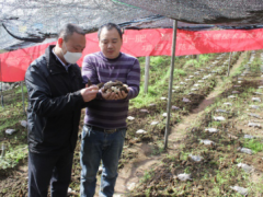 破解菌渣難題，獼猴桃樹(shù)下種羊肚菌帶動(dòng)農(nóng)戶增收 ()