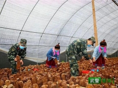 “精準扶貧·中國武警在行動”｜解急情，鮮香菇專車入市場 ()