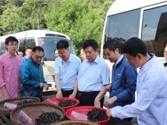 跨越千里“牽手”院士，科技造就“最強(qiáng)”柞水木耳 ()