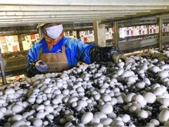 上海金山廊下打造“蘑菇小鎮(zhèn)”，受益農(nóng)戶利潤(rùn)大漲 ()
