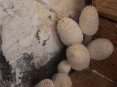 杭州女業(yè)主被家里蘑菇嚇哭：除不掉，晚上還會(huì)化成一灘“黑水”！ ()