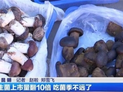 云南野生菌上市量翻了10倍！價(jià)格降啦！ ()