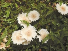 有毒！野蘑菇千萬(wàn)別亂吃 ()