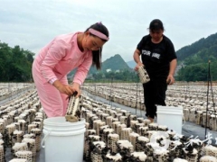 “菇”舞人心，這里的黑木耳開采了 ()
