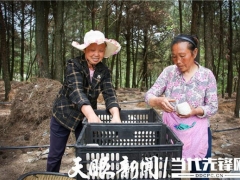 千畝大球蓋菇開始種植！紫云千畝林下仿野生菌項目持續(xù)推進 ()