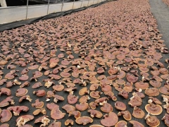 兩當(dāng)：靈芝敲響另一扇致富門 ()