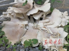 廣西一村民家長(zhǎng)出巨型野生菌，高約50厘米、直徑約1米 ()