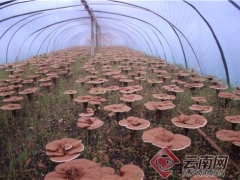 云南鳳慶縣：深山靈芝種進(jìn)田 ()