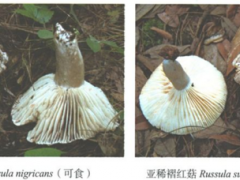 野生菌“殺人”事件！云南近90%的野生菌死亡病例是誤食這兩種菌 ()