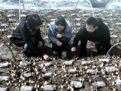上海援青十年 上海食用菌專家在高原種出1500元一斤的羊肚菌！“土專家” “田秀才”正在涌現(xiàn) ()