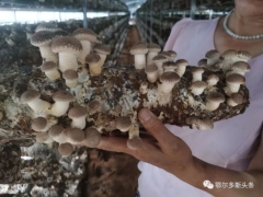 推農(nóng)品 促增收 | 急急急！伊旗扶貧香菇滯銷(xiāo)，急需您伸出援手! ()