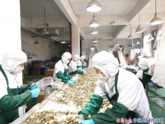 浙江慶元：布局“三鏈”促食用菌出口實(shí)現(xiàn)逆勢(shì)增長(zhǎng) ()