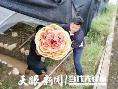 施秉縣地壩村：靈芝“開(kāi)花”幸福來(lái) ()