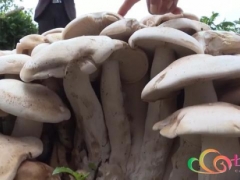 騰沖現(xiàn)超大樹(shù)窩狀野生菌 共有大小不一的菌傘200多朵  專(zhuān)家：不建議食用 ()