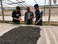 牡丹江綏陽(yáng)： 賣(mài)好“第一秤” 爭(zhēng)取黑木耳利潤(rùn)最大化 ()