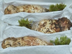 香格里拉松茸江湖：從香格里拉發(fā)出的松茸，產(chǎn)自當(dāng)?shù)氐幕虿蛔?0% ()