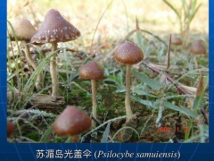 致幻蘑菇刷屏！專家：野生蘑菇中毒死亡率高達20% ()