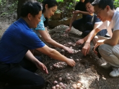 貴州重大專項顯成效，織金竹蓀大豐收 ()
