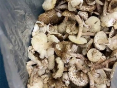 寧夏人民醫(yī)院近期接診誤食毒蘑菇14人！戶外野生蘑菇吃不得，你怎么就不聽呢！ ()