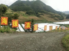滬滇扶貧協(xié)作幫助富源發(fā)展食用菌產(chǎn)業(yè)，拓寬農(nóng)民增收渠道 ()