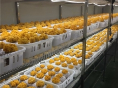 云南農(nóng)業(yè)大學(xué)李榮春教授利用在食用菌行業(yè)的科研優(yōu)勢(shì)，將金耳種植難關(guān)突破形成穩(wěn)產(chǎn)高產(chǎn)的工廠化栽培技術(shù) ()