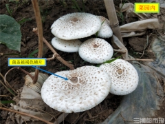 天氣轉(zhuǎn)冷，誤食毒蘑菇案例增多！省疾控專家提醒：勿吃 ()