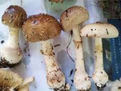 桂林一“菌王”被蘑菇毒翻！搶救半月才恢復(fù)自主呼吸 ()