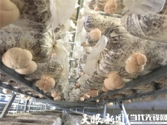 形成“菌棒生產(chǎn)、食用菌培植、產(chǎn)品精深加工”一體化的全產(chǎn)業(yè)鏈——三穗縣：猴頭菇產(chǎn)業(yè)實(shí)現(xiàn)“接二連三” ()