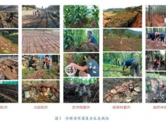 創(chuàng)新食用菌發(fā)展模式，助力云貴地區(qū)精準扶貧與生態(tài)提升 ()