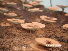 遵義院士中心：“食用菌”團隊助力綏陽“靈芝”產(chǎn)業(yè)發(fā)展 ()