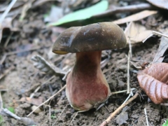 蘑菇栽培界又添新成員！攀枝花發(fā)現(xiàn)“玫紅網(wǎng)柄牛肝菌” ()