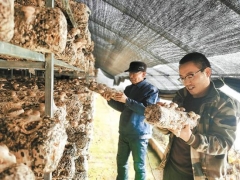 青海門源：食用菌成朝陽(yáng)產(chǎn)業(yè) ()