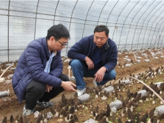 蘑菇老手與羊肚菌的碰撞——武漢新洲規(guī)?；蚨蔷龉郊磳⒉墒?()