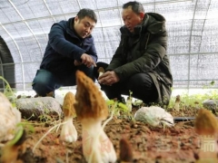 寶豐：打造珍稀食用菌品牌，實現(xiàn)產業(yè)振興助推鄉(xiāng)村振興 ()