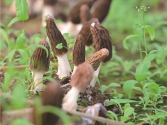 打造菌業(yè)“硅谷” 四川省林下食用菌研究與應用示范項目落地金堂 ()