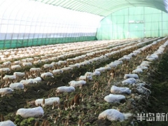 青島：1000多個日夜摸索“南菇北種” 即墨區(qū)羊肚菌迎來收獲季 ()