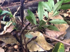歷經(jīng)5年！翁源蘭花新物種“青云山天麻”終被專家確認！ ()