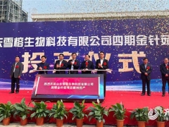 山東雪榕：總投資3億元金針菇項目投產(chǎn) 日產(chǎn)鮮菇400噸！ ()