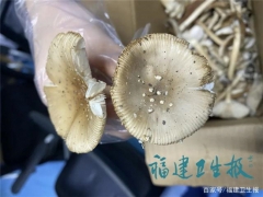 廈門男子吃完蘑菇半小時中毒進ICU！快告訴家人千萬別亂吃 ()